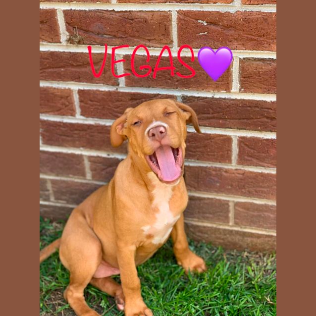 Photo of Lucky Winners Pups   Casino, Jackpot, Vegas, Keno