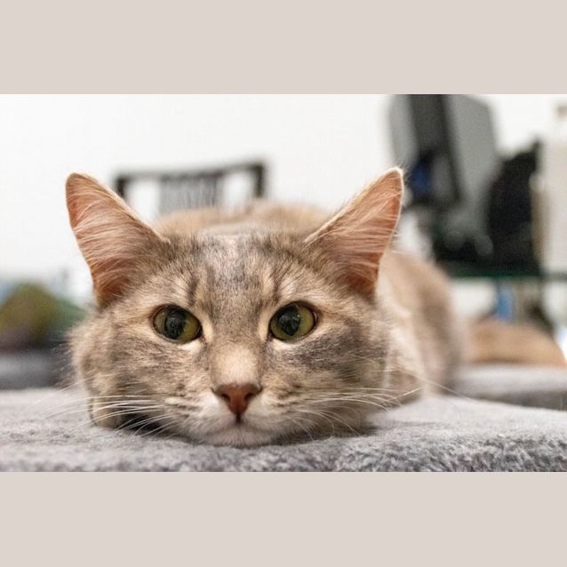 Photo of Lola