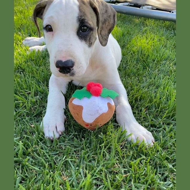 Photo of Ernie