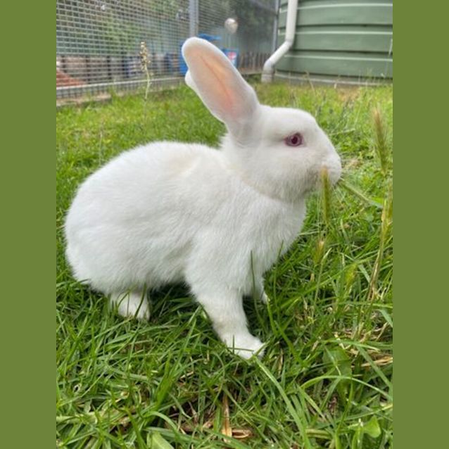 Photo of Snowy