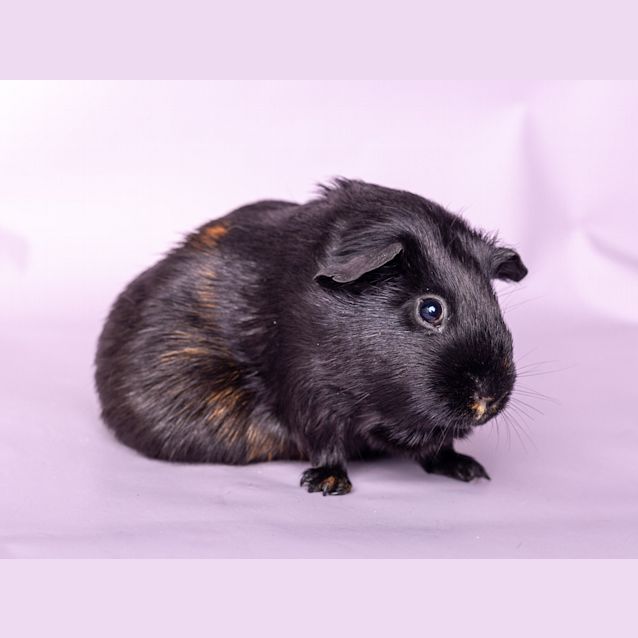 Photo of Lizzo