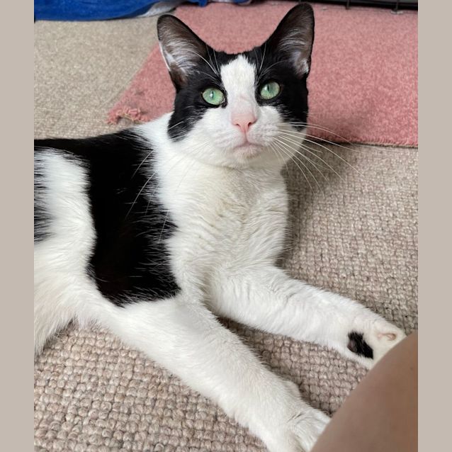 Photo of Marvin