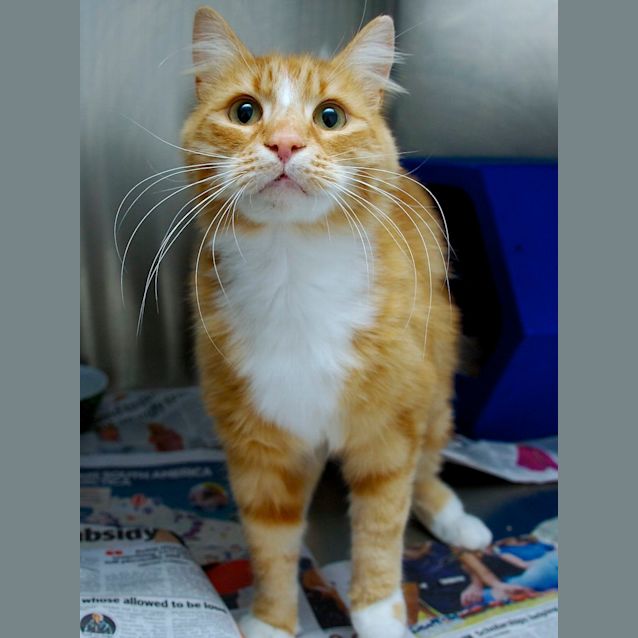 Photo of Simba