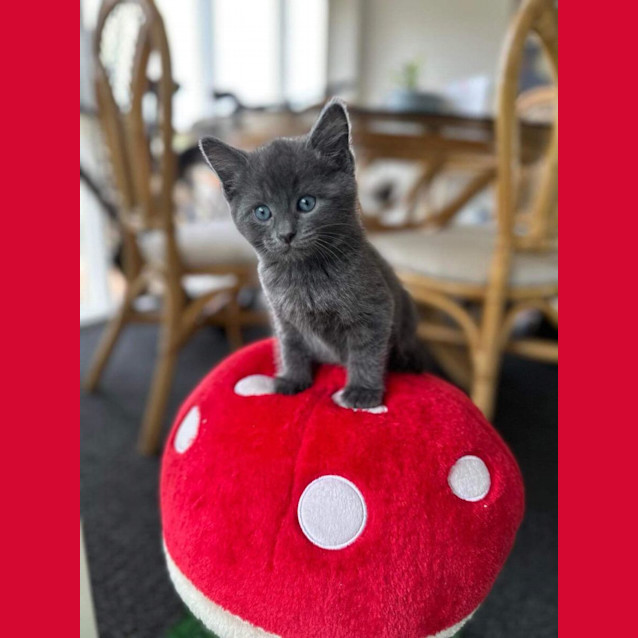 Photo of Huckleberry