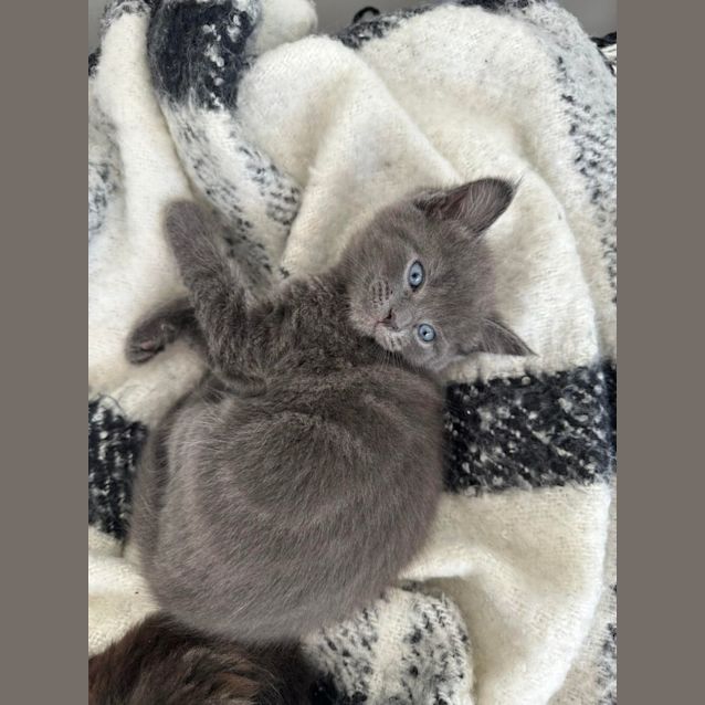 Photo of Huckleberry