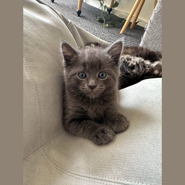 Photo of Huckleberry