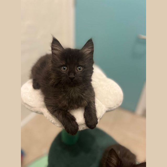 Photo of Frida & Flora