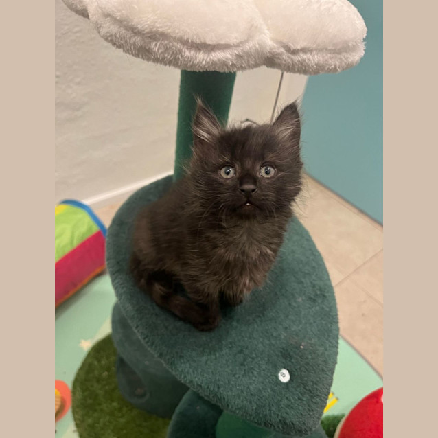 Photo of Frida & Flora