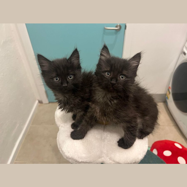 Photo of Frida & Flora