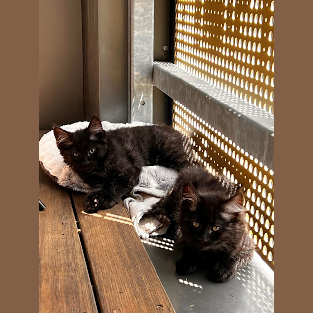 Photo of Frida & Flora