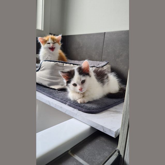 Photo of Ginger Biscuit & Cinnamon Spice