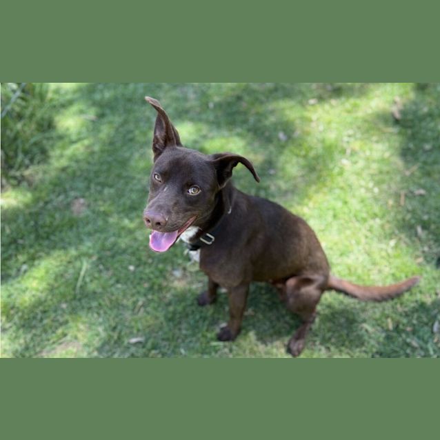 Photo of Tucker