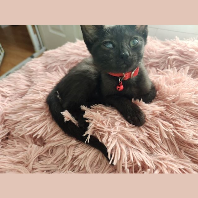 Photo of Habanero ❤️‍🔥🌶🌶