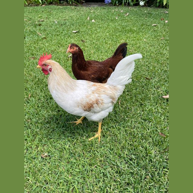 Photo of Al The Rooster