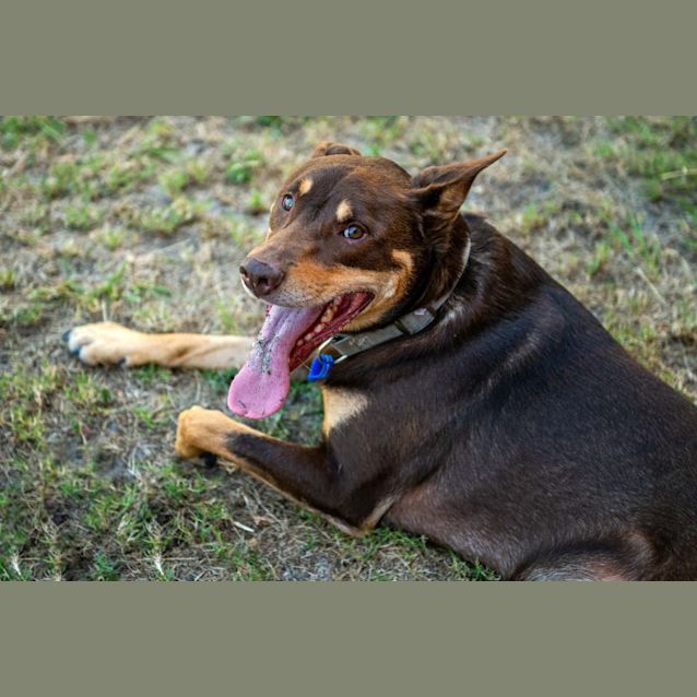 Photo of Rusty   4 Year Old Kelpie (On Trial)