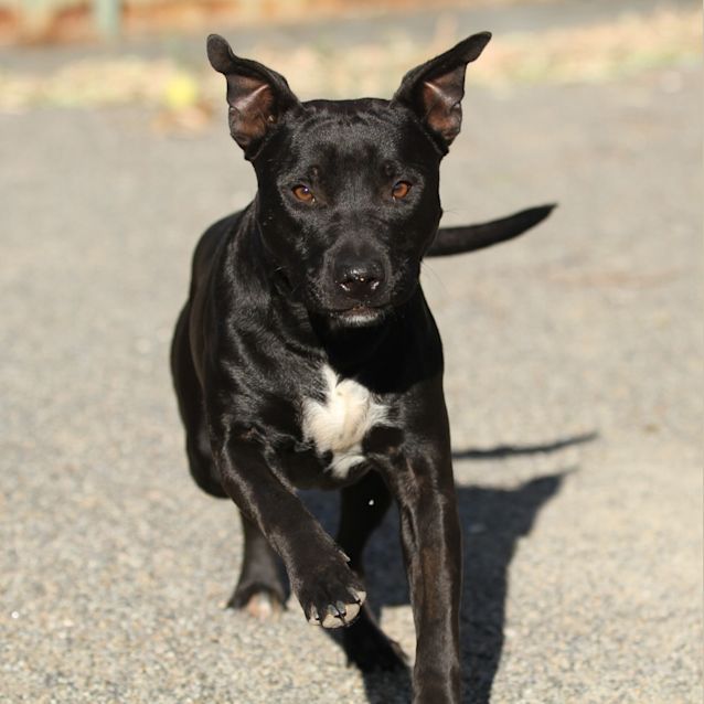 Hank - Medium Male Mixed Breed Dog in WA - PetRescue