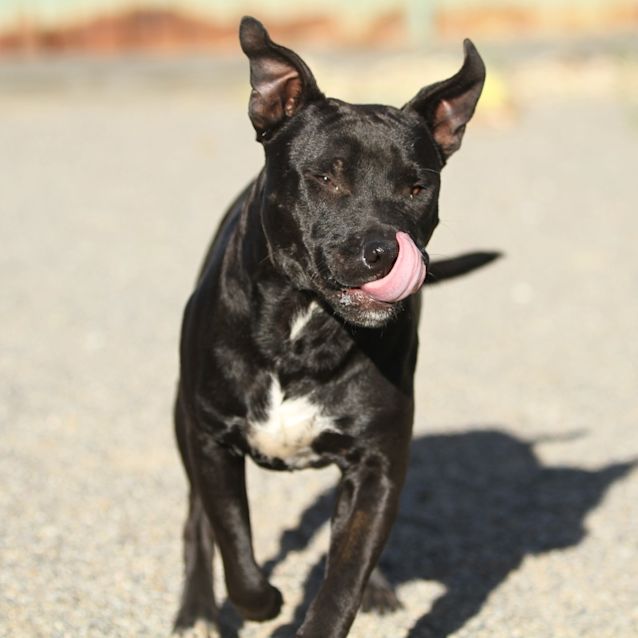 Hank - Medium Male Mixed Breed Dog in WA - PetRescue