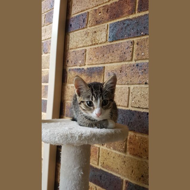 Photo of C1151 Joyce