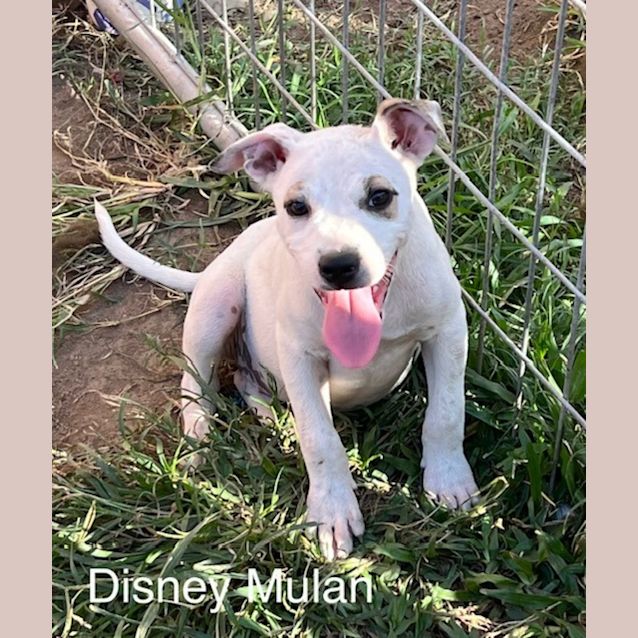 Photo of Mulan