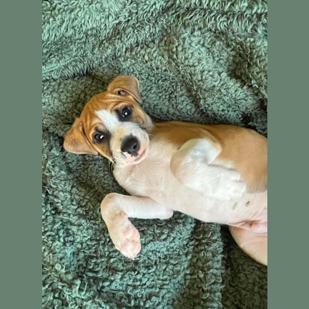 Photo of Russell   10 Week Old Boxer X (On Trial)