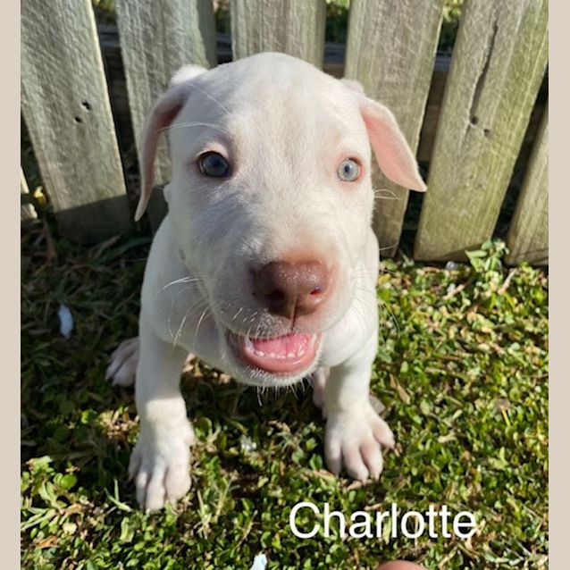Photo of Charlotte