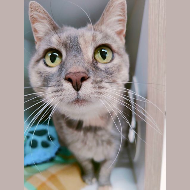 Photo of 👑 Mimi 👑 F02267