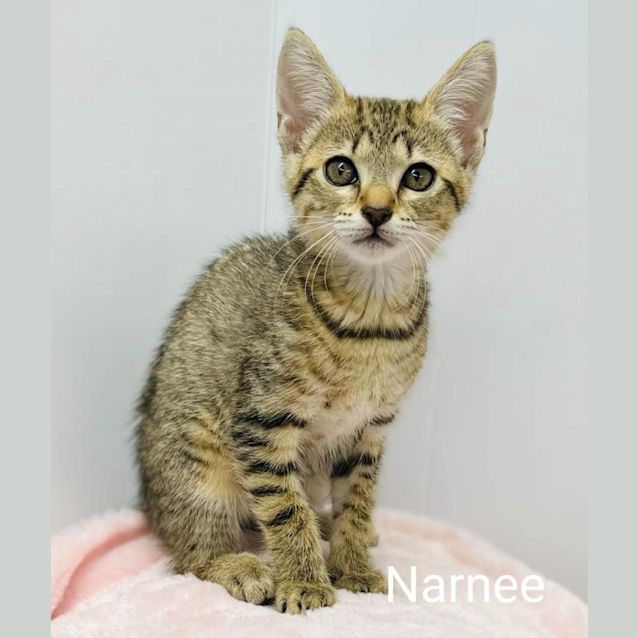 Photo of Narnee