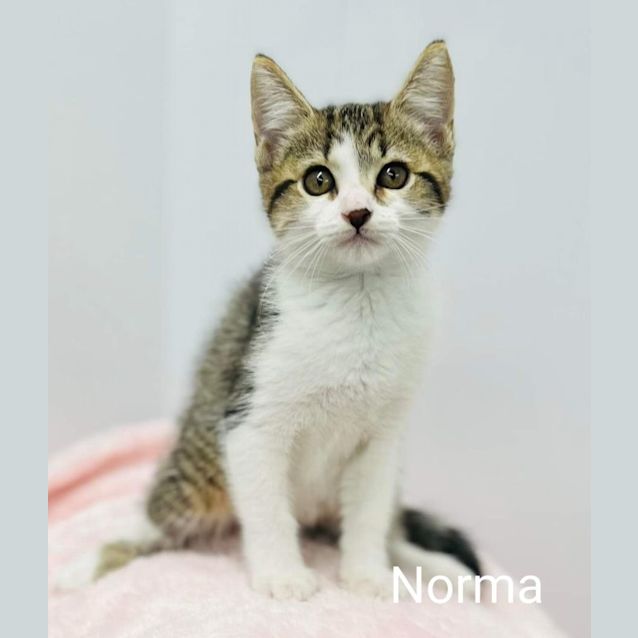 Photo of Norma