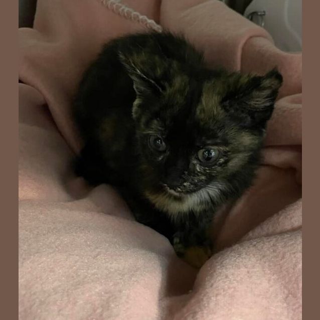 Photo of Pepper