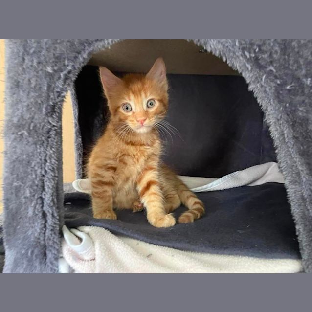 Photo of Toulouse **2nd Chance Cat Rescue**