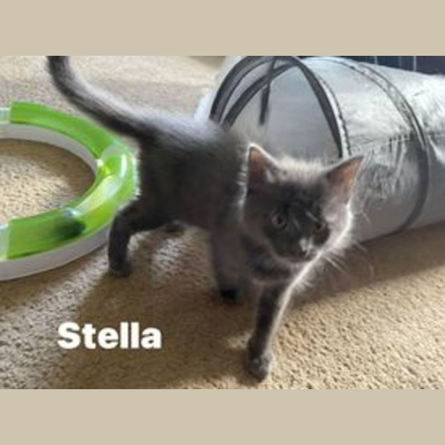 Photo of Stella **2nd Chance Cat Rescue**