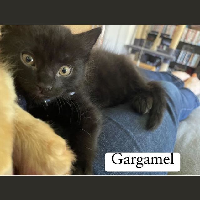 Photo of Gargamel **2nd Chance Cat Rescue**