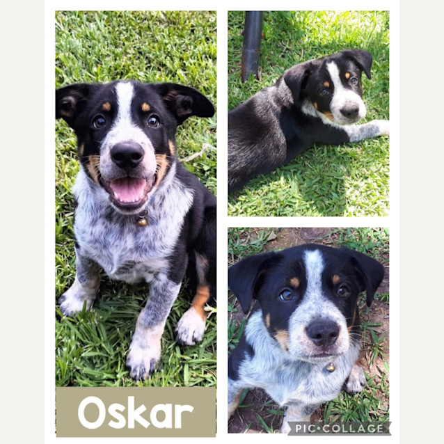 Photo of Oskar