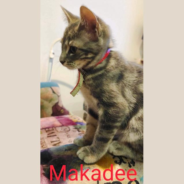 Photo of Makadee 