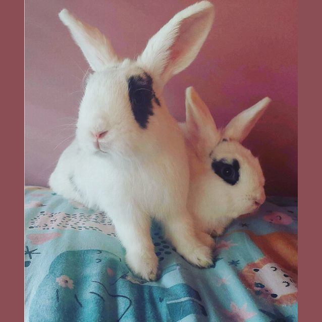 Photo of 🐰Jupiter And Galaxy🐰 (Located In Mount Evelyn)
