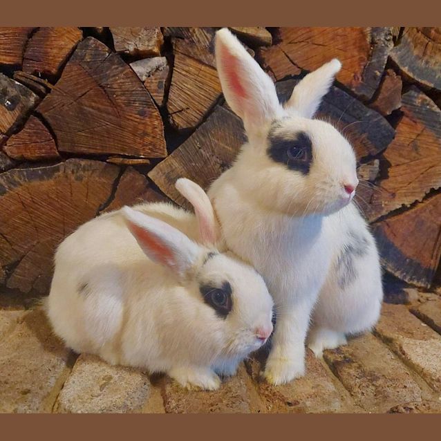 Photo of 🐰Jupiter And Galaxy🐰 (Located In Mount Evelyn)