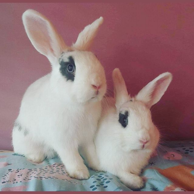 Photo of 🐰Jupiter And Galaxy🐰 (Located In Mount Evelyn)