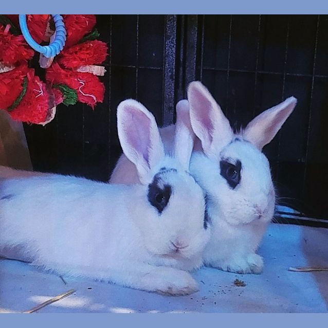 Photo of 🐰Jupiter And Galaxy🐰 (Located In Mount Evelyn)