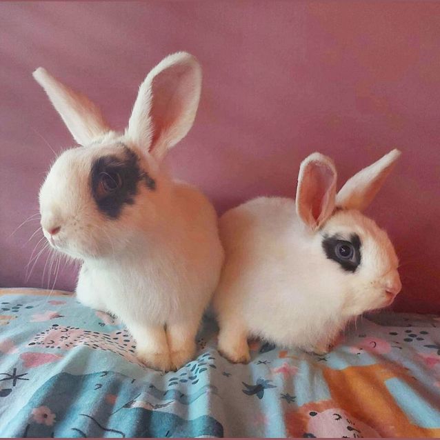 Photo of 🐰Jupiter And Galaxy🐰 (Located In Mount Evelyn)