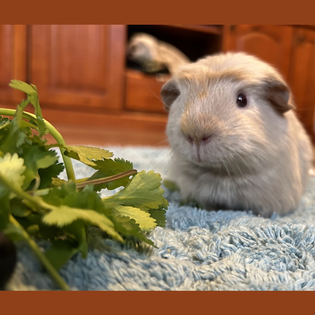 Photo of Katya (Guinea Pig 80)