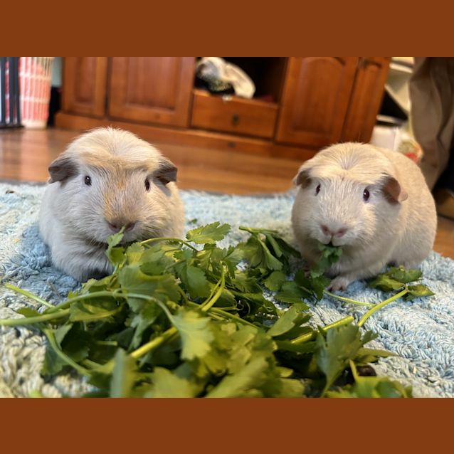 Photo of Katya (Guinea Pig 80)