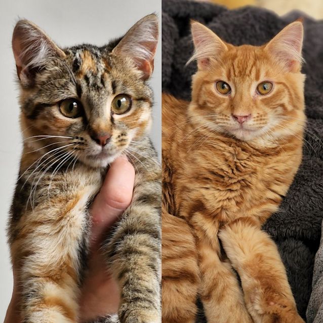 Photo of Julietta & Howie