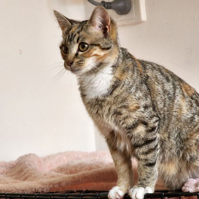 Photo of Julietta & Howie