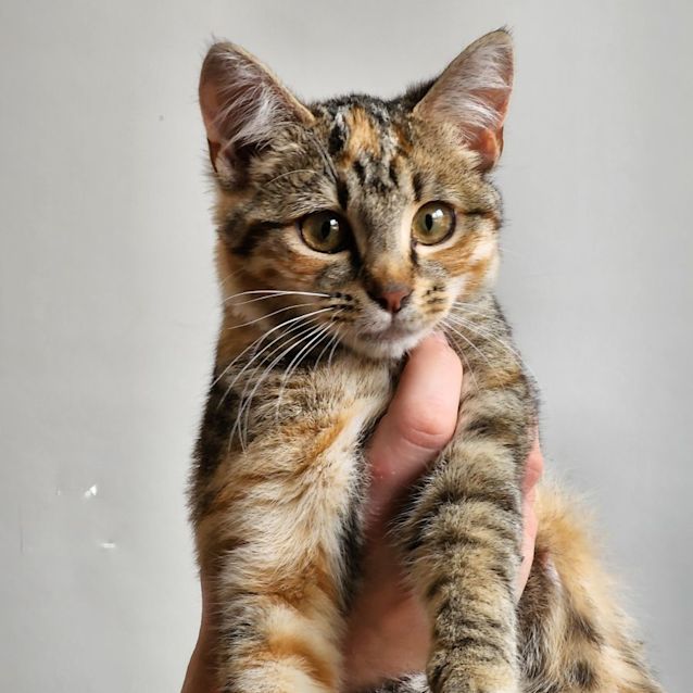 Photo of Julietta & Howie