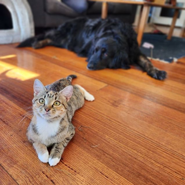 Photo of Julietta & Howie