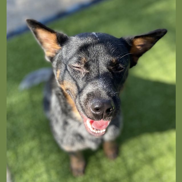 Photo of Tulip 