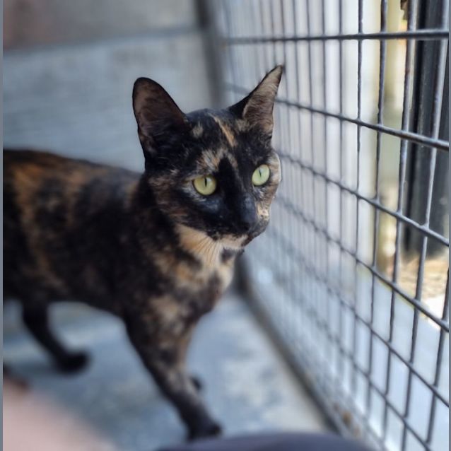 Photo of Nova