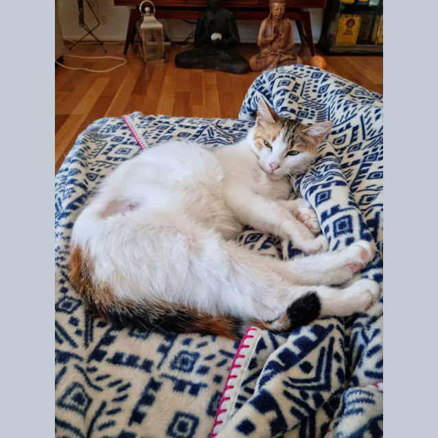 Photo of Belle Belle 🦋