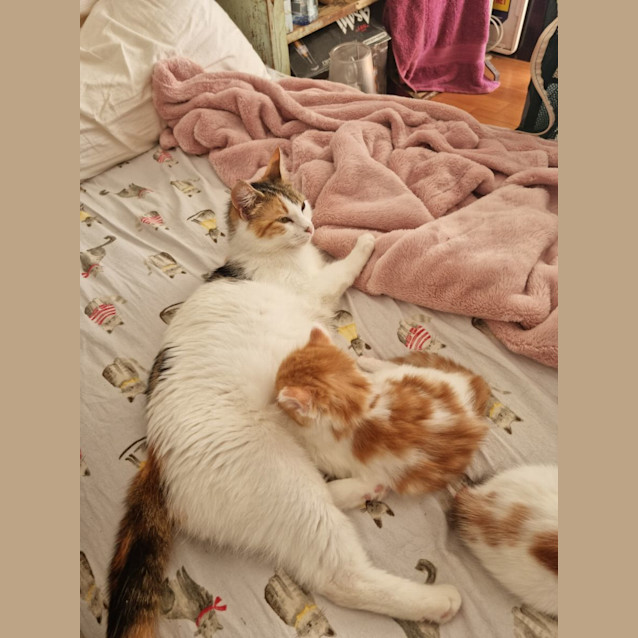 Photo of Belle Belle 🦋