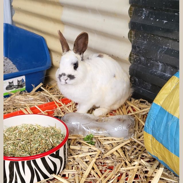 Photo of Loki